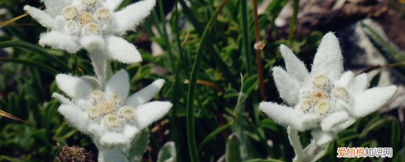 雪绒花怎么养殖 雪绒花怎么养