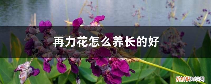 再力花怎么种植 再力花怎么养长的好
