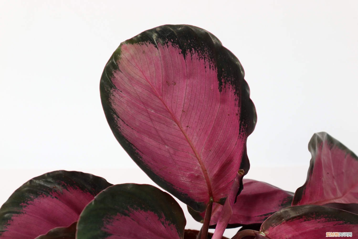 竹芋好不好养 竹芋怎么养长的好