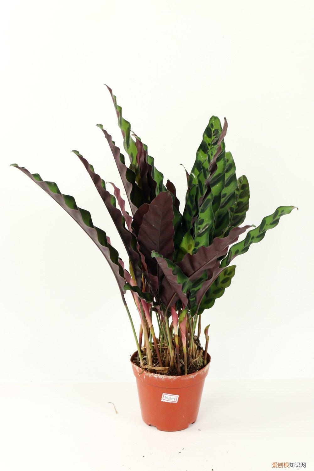 竹芋好不好养 竹芋怎么养长的好