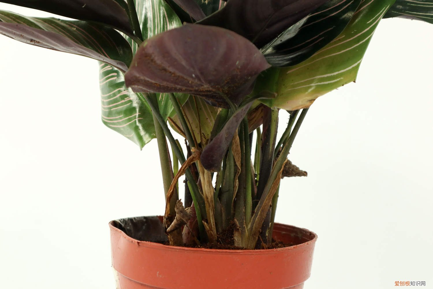 竹芋好不好养 竹芋怎么养长的好