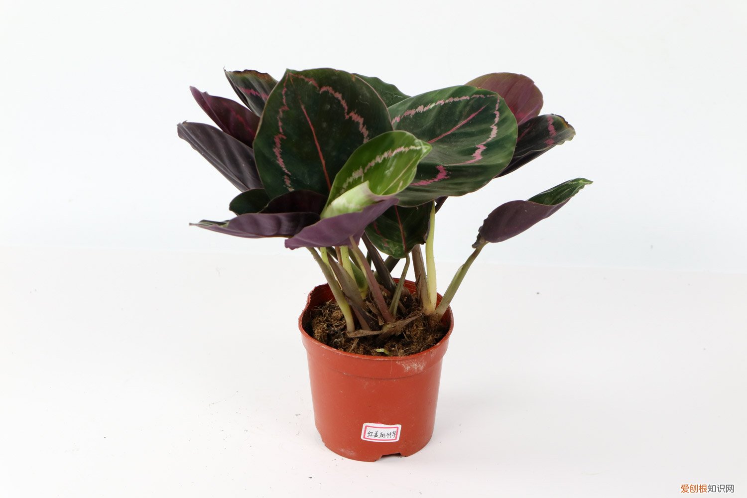 竹芋好不好养 竹芋怎么养长的好