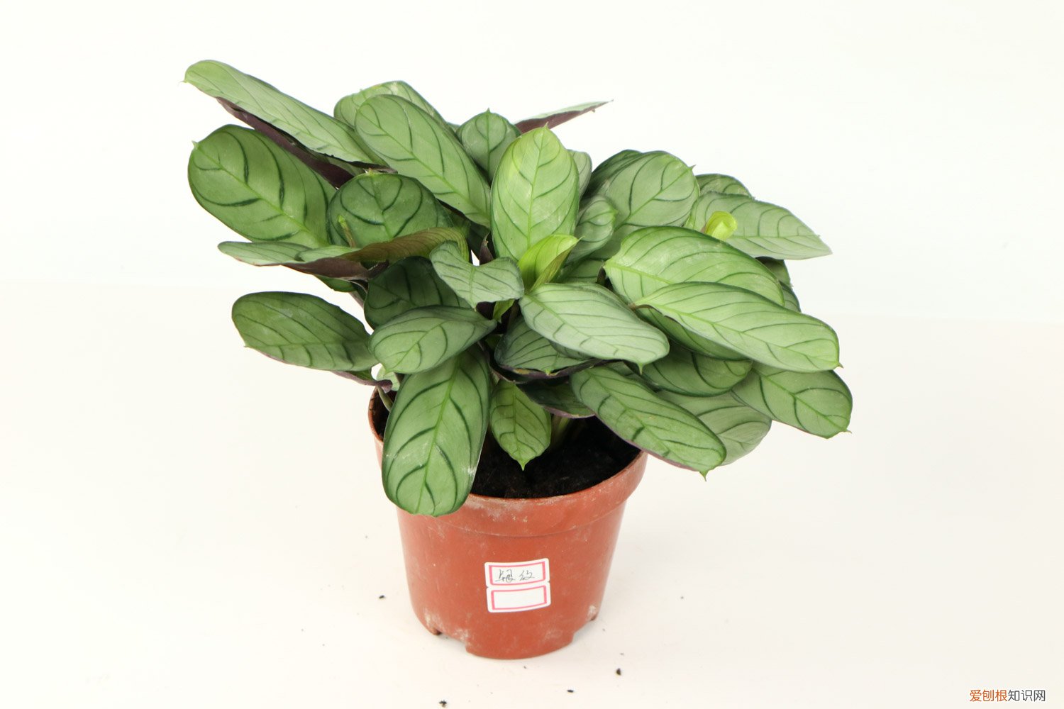 竹芋好不好养 竹芋怎么养长的好