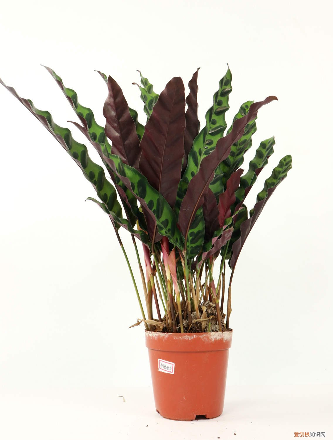 竹芋好不好养 竹芋怎么养长的好