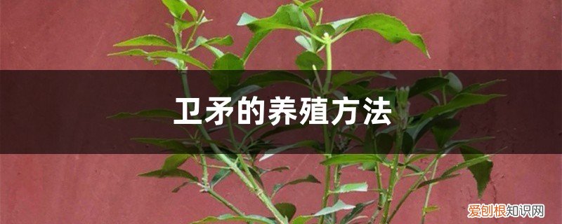 卫矛用什么土种 卫矛的养殖方法