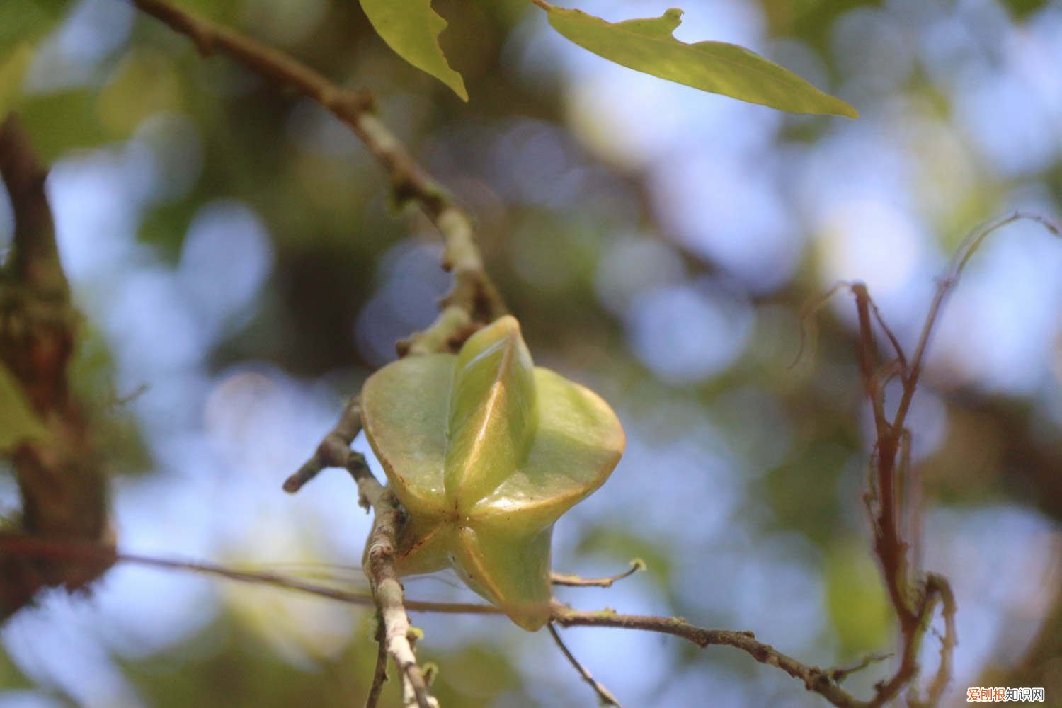 杨桃怎么栽培 怎么养杨桃