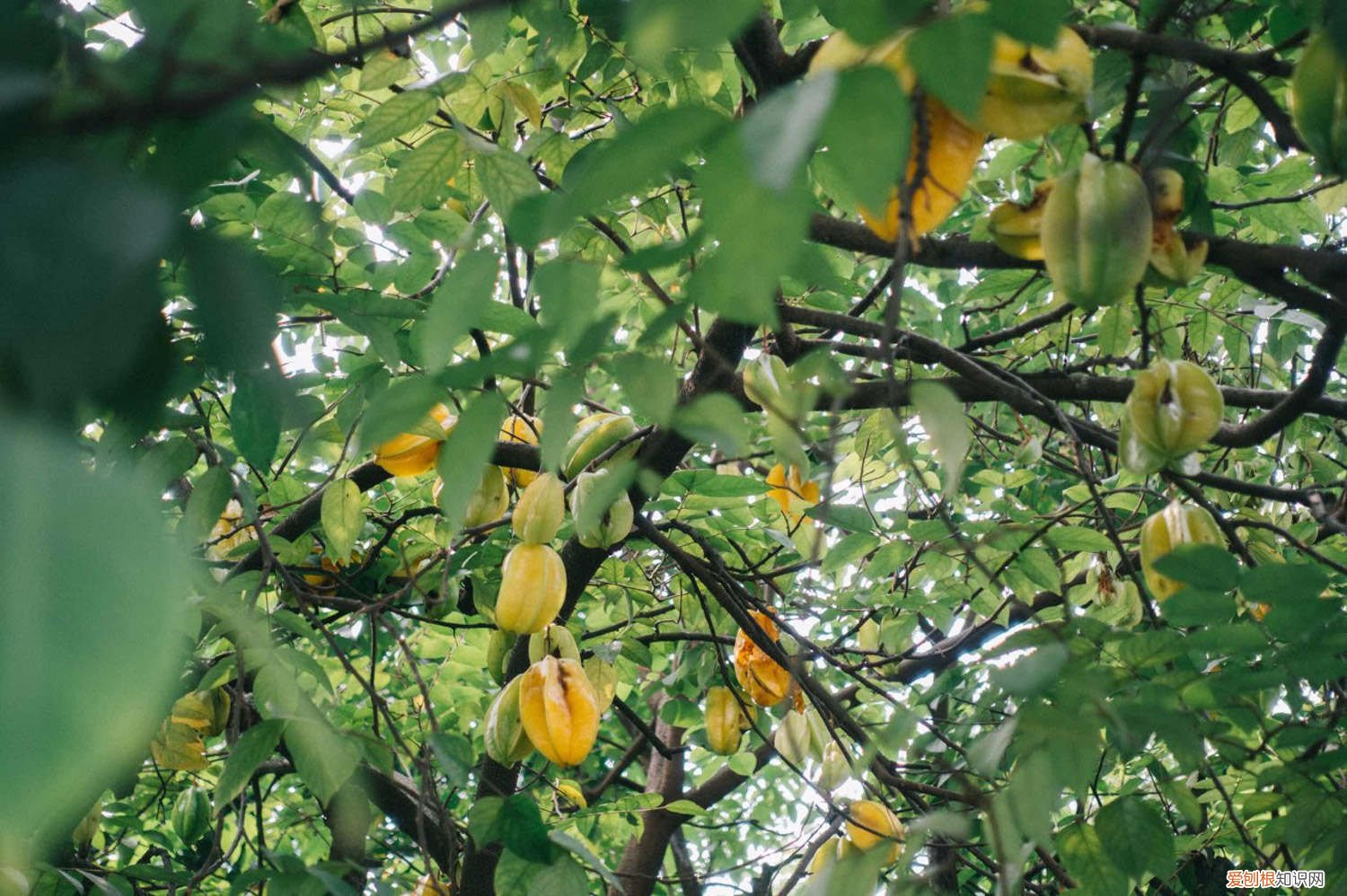 杨桃怎么栽培 怎么养杨桃