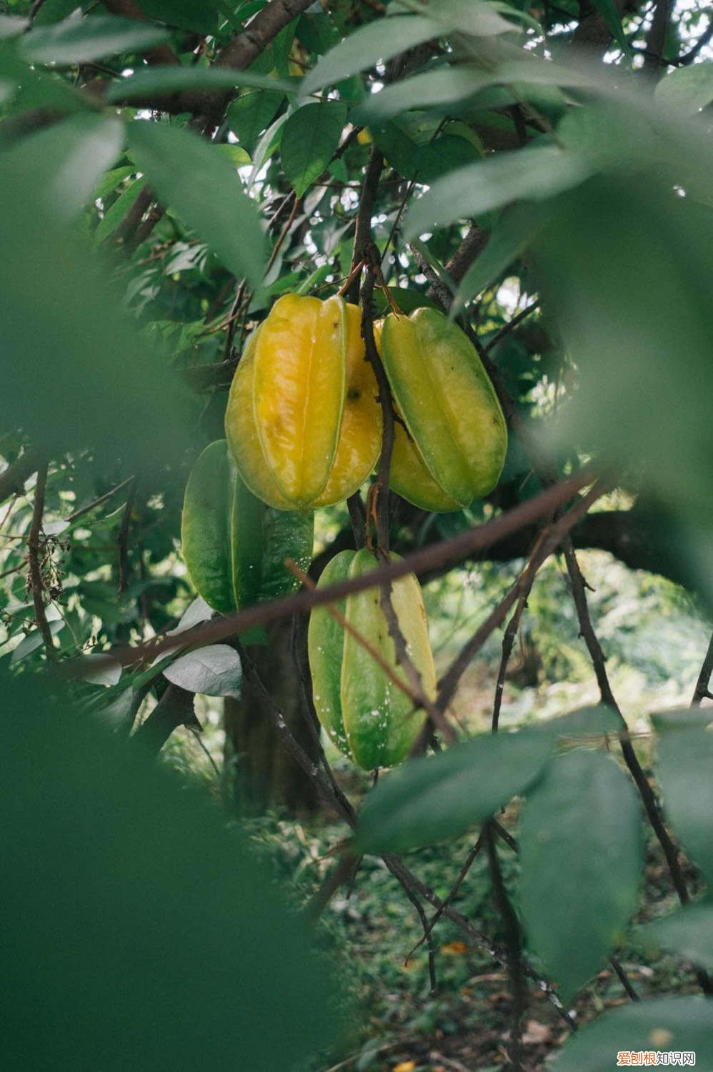 杨桃怎么栽培 怎么养杨桃