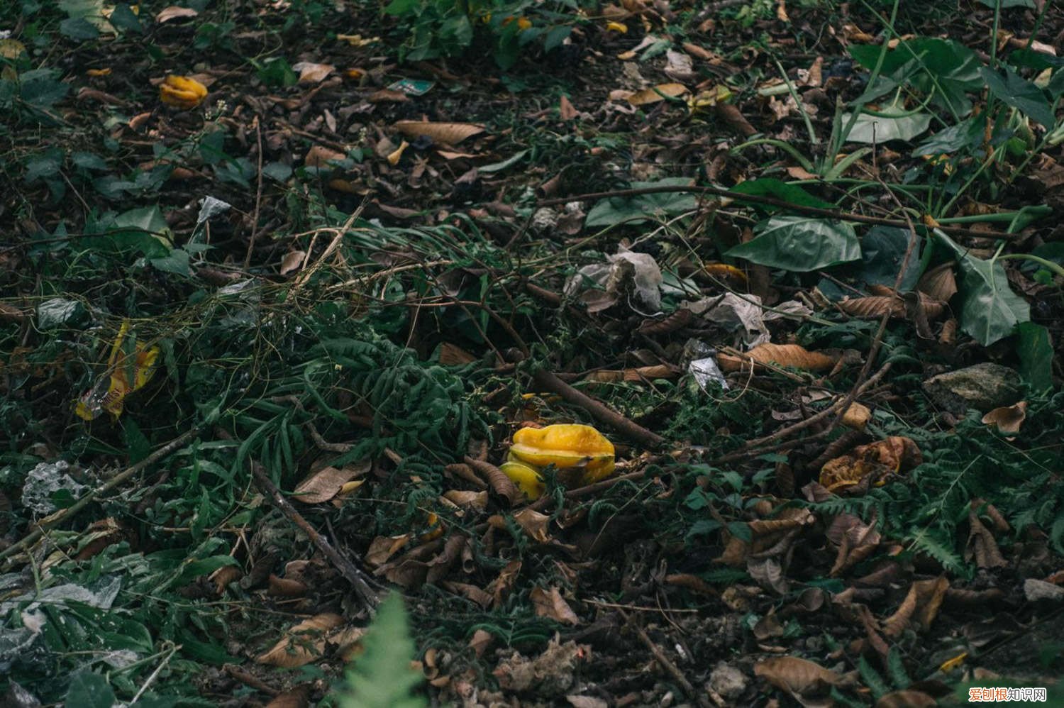 杨桃怎么栽培 怎么养杨桃