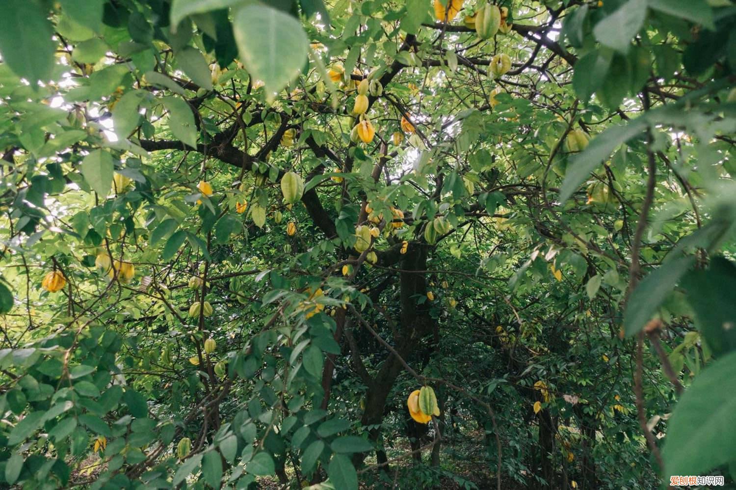 杨桃怎么栽培 怎么养杨桃