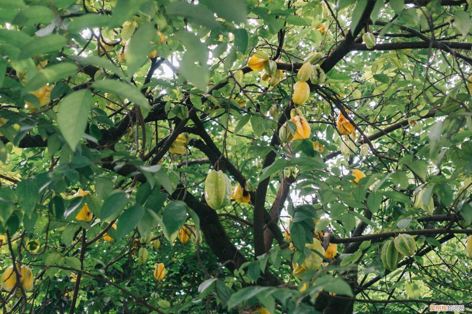 杨桃怎么栽培 怎么养杨桃