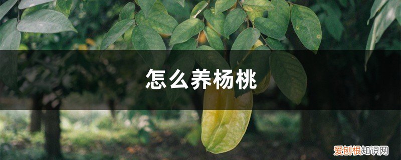 杨桃怎么栽培 怎么养杨桃