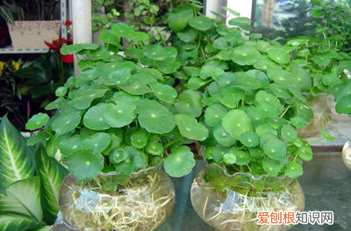 图 铜钱草怎么养 铜钱草开花好不好