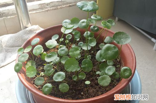 图 铜钱草怎么养 铜钱草开花好不好