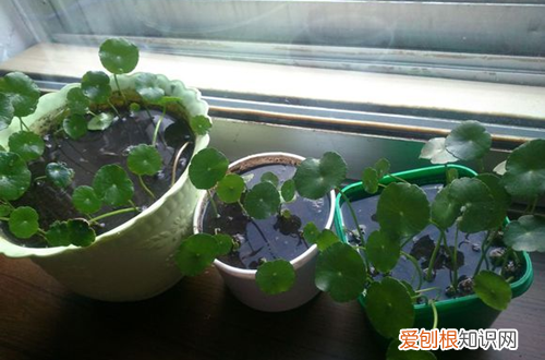 图 铜钱草怎么养 铜钱草开花好不好