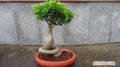 图 榕树盆景掉叶子怎么办 榕树盆景为什么掉叶子