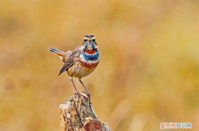 蓝靛颏的挑选，蓝靛颏品相图解及名称