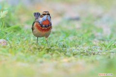 蓝靛颏鸟的挑选，蓝靛颏幼鸟