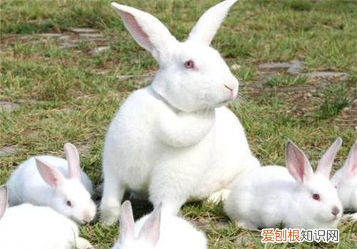新西兰兔价格，新西兰兔子多少钱一只