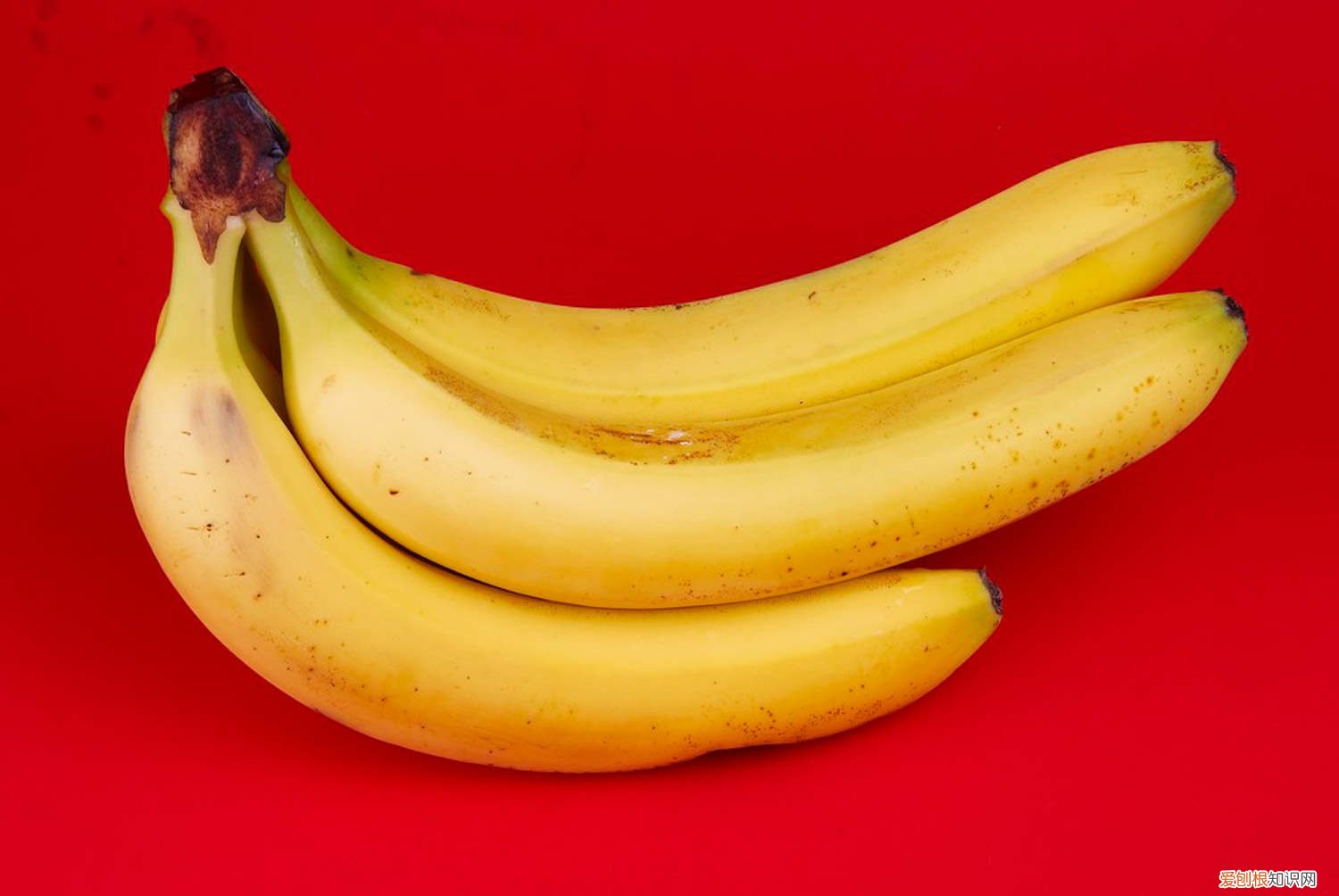 香蕉树的养殖方法 香蕉的养殖方法