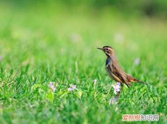 蓝点颏怎么开食，蓝点颏开食了瘦和没绑翅膀有关系吗
