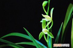 图 兰花管理知识 兰花养护知识要点