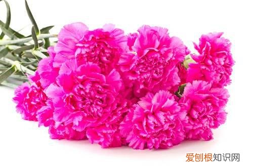 图 康乃馨花束的养护(康乃馨图片花束图片)