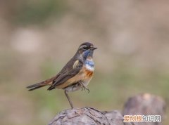 蓝点颏换毛吃什么好，蓝点颏不换毛怎么办