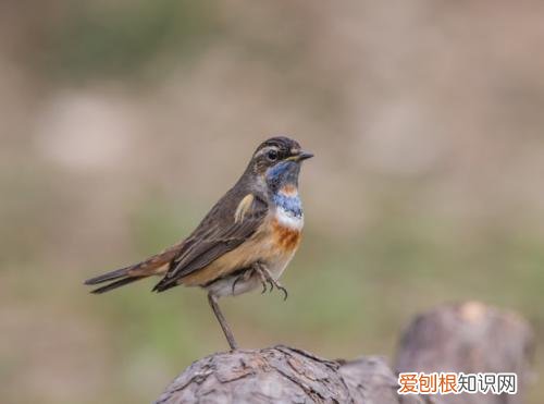 蓝点颏换毛吃什么好，蓝点颏不换毛怎么办