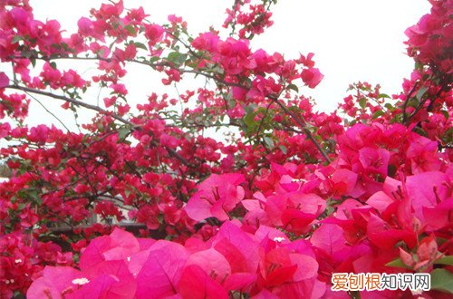 图 三角梅花谢后要修剪吗 三角梅开花后怎么修剪