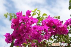 图 三角梅花谢后要修剪吗 三角梅开花后怎么修剪