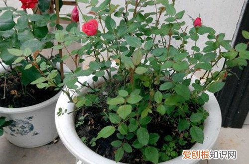 图 钻石玫瑰怎么养 钻石玫瑰的养护方法