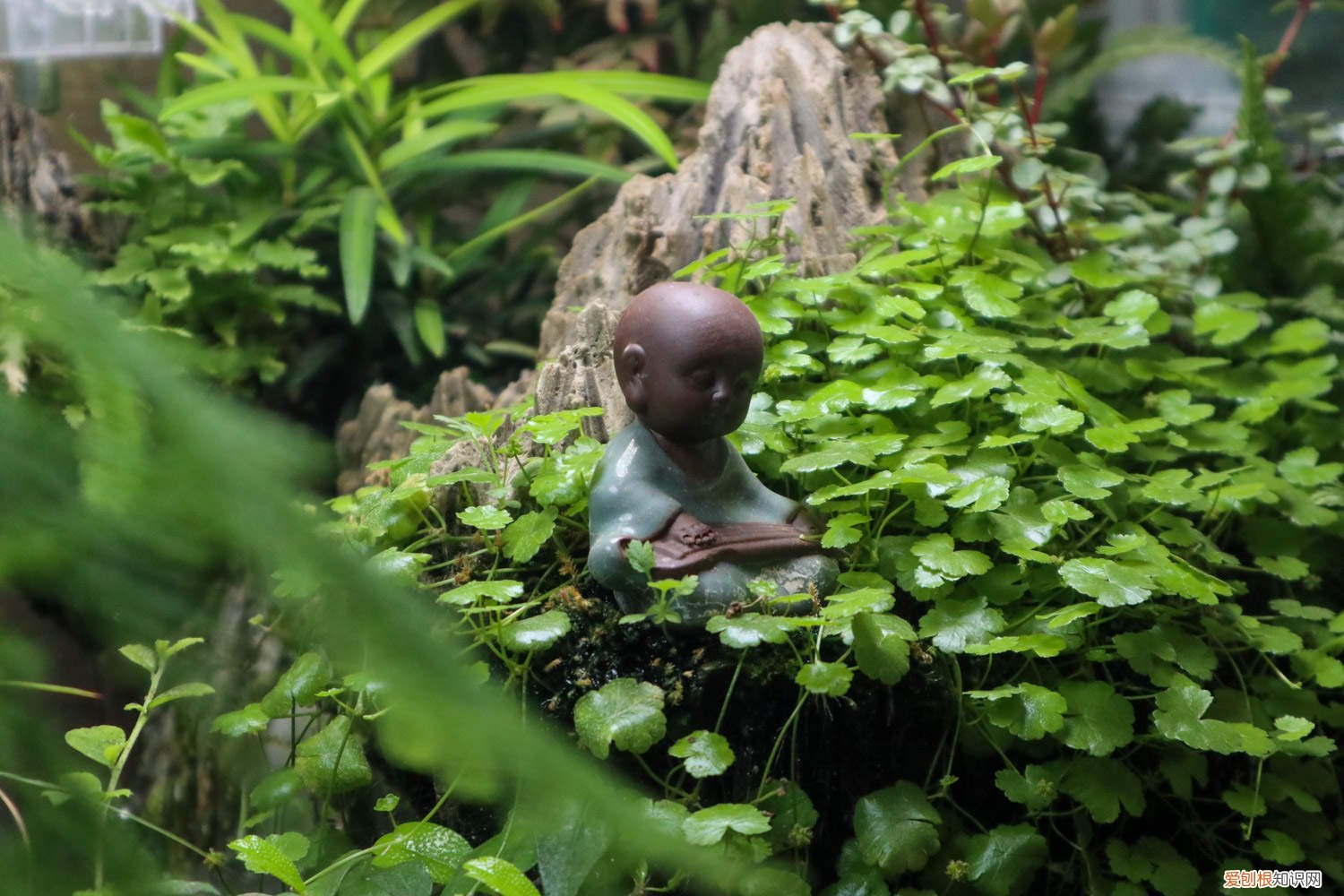 天胡荽的养殖方法