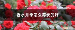 香水月季花怎么能养好 香水月季怎么养长的好