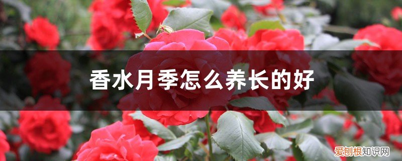 香水月季花怎么能养好 香水月季怎么养长的好