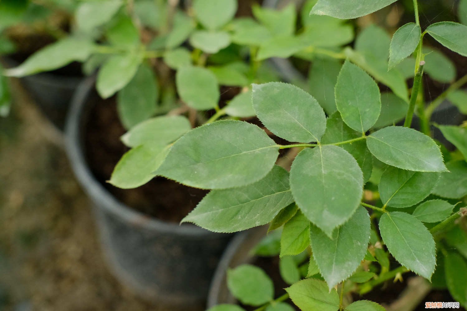 香水月季花怎么能养好 香水月季怎么养长的好