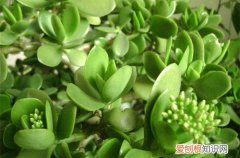 图 玻璃翠的养护 玻璃翠的养殖方法