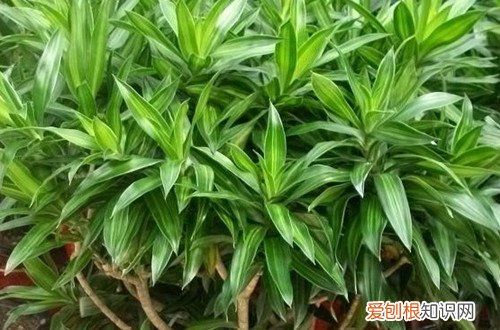 图 百合竹怎么修剪 百合竹的修剪方法