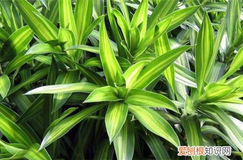 图 百合竹怎么修剪 百合竹的修剪方法