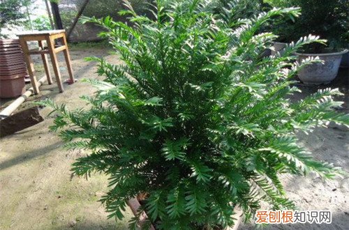 图 红豆杉怎么养 红豆杉的养殖方法