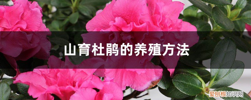山育杜鹃的养殖方法和技术 山育杜鹃的养殖方法