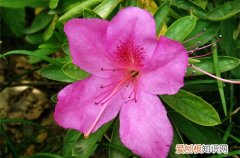 图 杜鹃花开花期要施肥吗 杜鹃花开花期怎么施肥