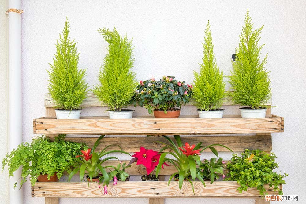 龙胆草怎么养殖方法 龙胆草怎么养