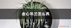 金心吊兰怎么养长的快 金心吊兰怎么养