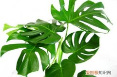 图 龟背竹叶子发黄怎么办 龟背竹叶子发黄干枯的原因