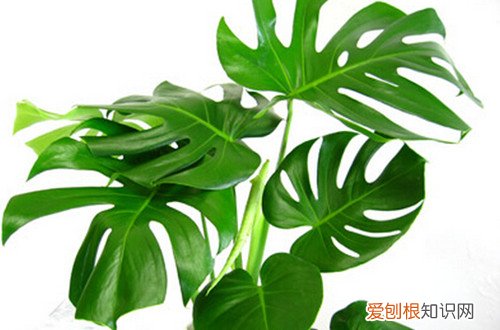 图 龟背竹叶子发黄怎么办 龟背竹叶子发黄干枯的原因