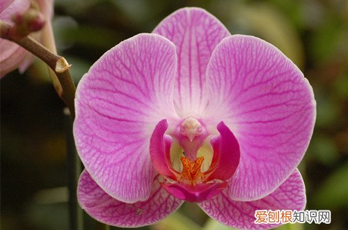 图 蝴蝶兰开花期怎么护理？(已开花的蝴蝶兰怎么护养)