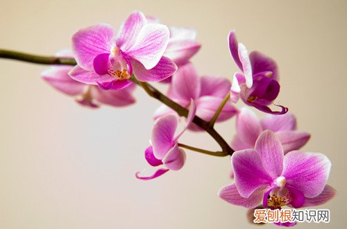 图 蝴蝶兰开花期怎么护理？(已开花的蝴蝶兰怎么护养)