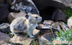 云南花兔饲养方法，云南花兔饲养方法图解