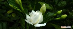 怎么养狗牙花视频 怎么养狗牙花